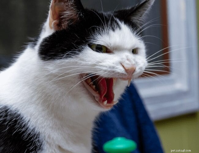 Kočičí agrese:Co by měl vědět každý majitel koček