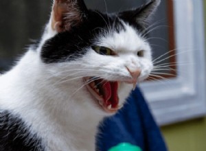 猫の攻撃性：すべての猫の飼い主が知っておくべきこと 
