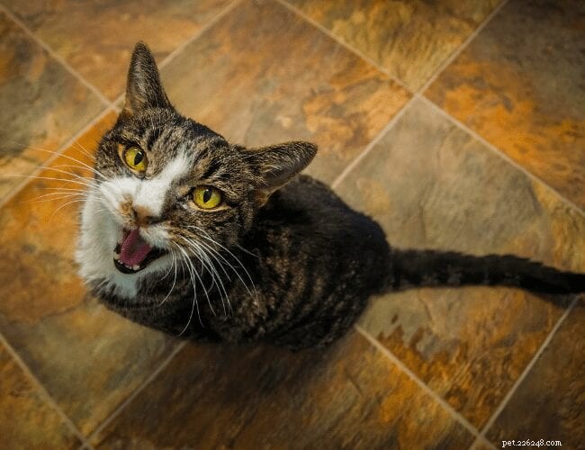 Kočičí agrese:Co by měl vědět každý majitel koček