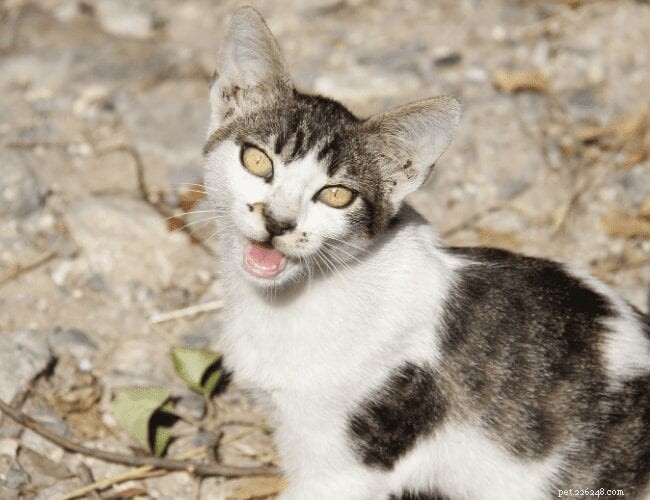 なぜ猫はニャーと鳴くのですか？ 