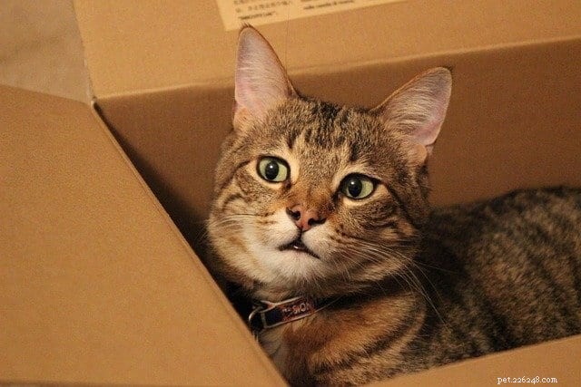 고양이는 왜 종이 위에 놓기를 좋아합니까?