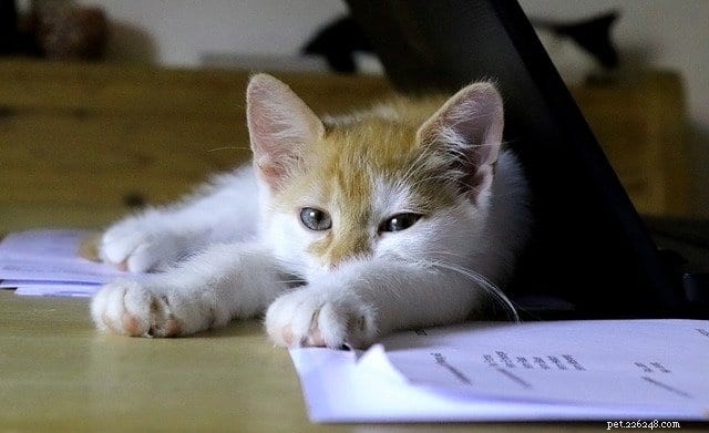 Waarom leggen katten graag op papier?