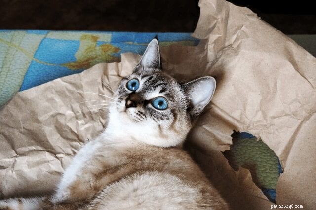 Varför gillar katter att ligga på papper?