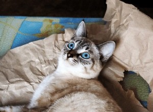なぜ猫は紙の上に横たわるのが好きなのですか？ 