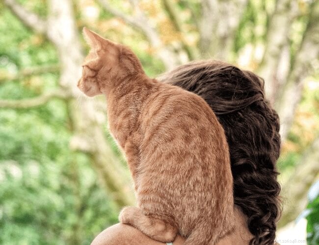 Pourquoi les chats aiment-ils se percher ?