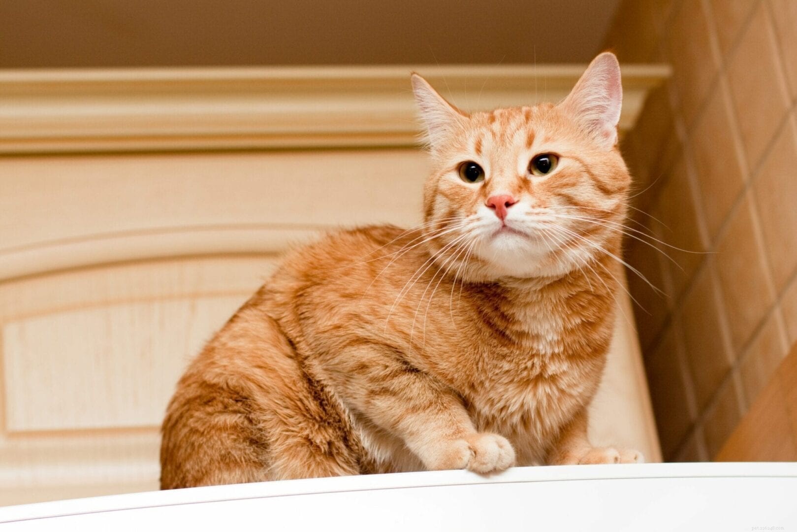 Perché ai gatti piace sedersi sopra il frigorifero?