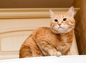 Por que os gatos gostam de sentar em cima da geladeira?