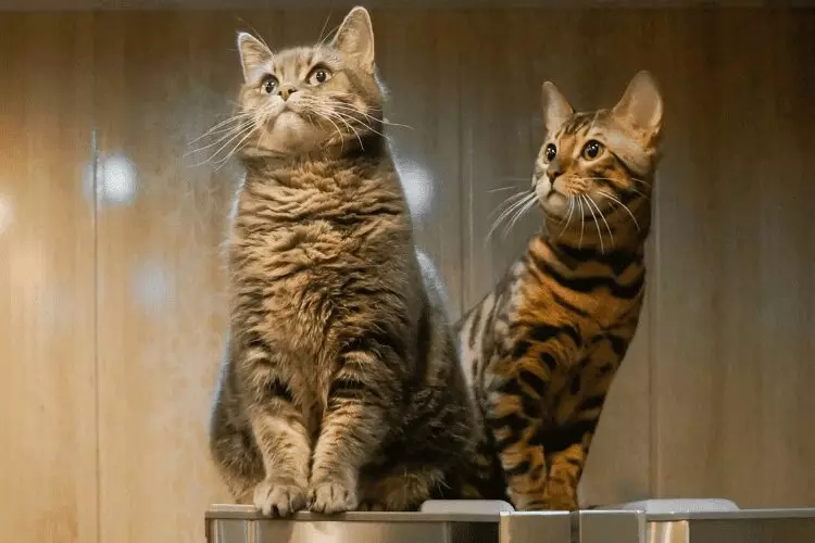 Por que os gatos gostam de sentar em cima da geladeira?
