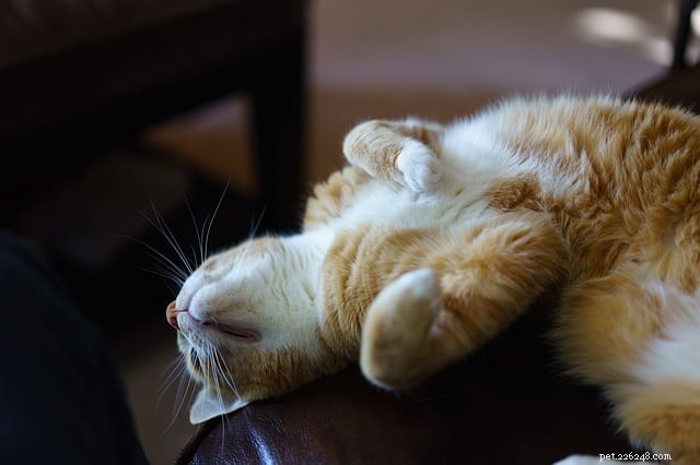 Waarom slapen katten in gekke houdingen?