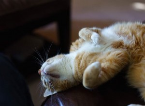 고양이가 미친 자세로 잠을 자는 이유는 무엇입니까?