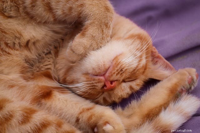 Waarom slapen katten in gekke houdingen?