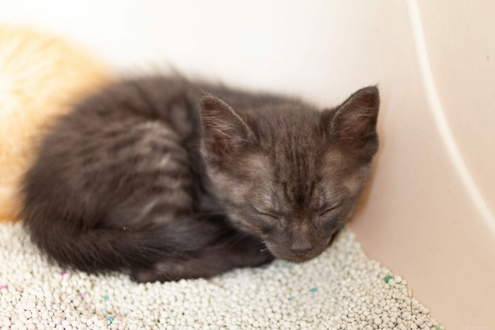 Pourquoi les chats dorment-ils parfois dans des bacs à litière ?