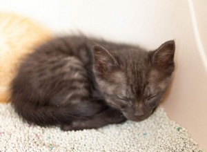 Pourquoi les chats dorment-ils parfois dans des bacs à litière ?
