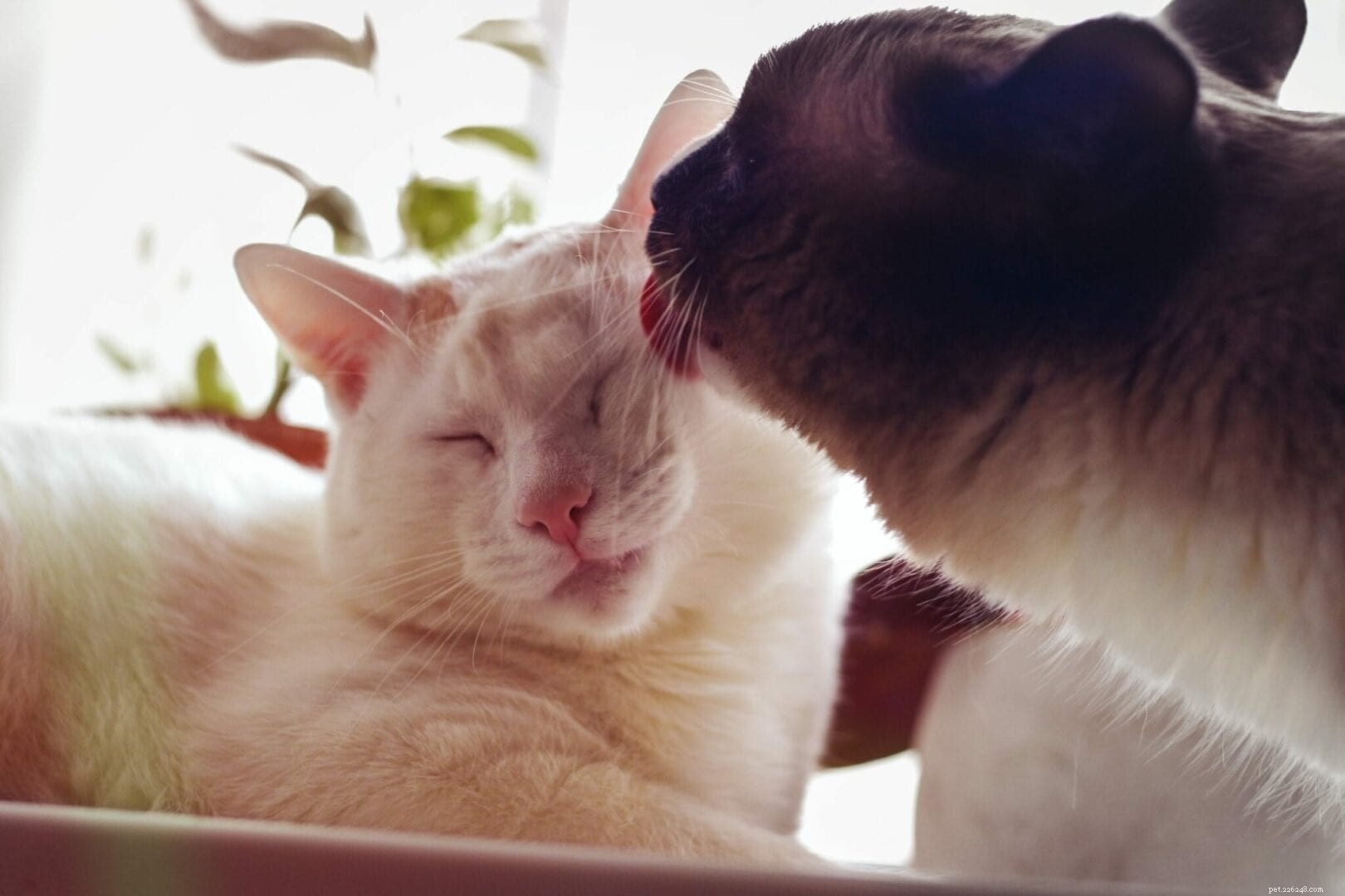 Perché i gatti si puliscono a vicenda?