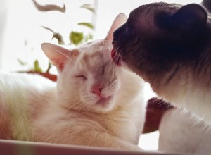 Waarom verzorgen katten elkaar?