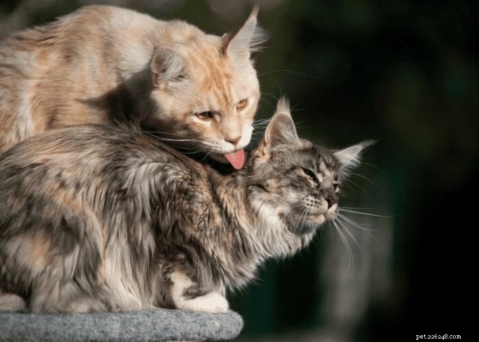 Por que os gatos cuidam uns dos outros?