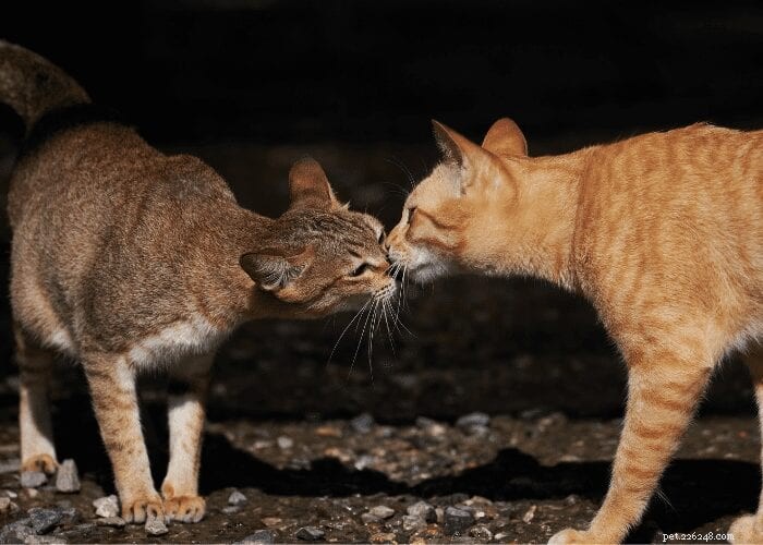 Waarom verzorgen katten elkaar?