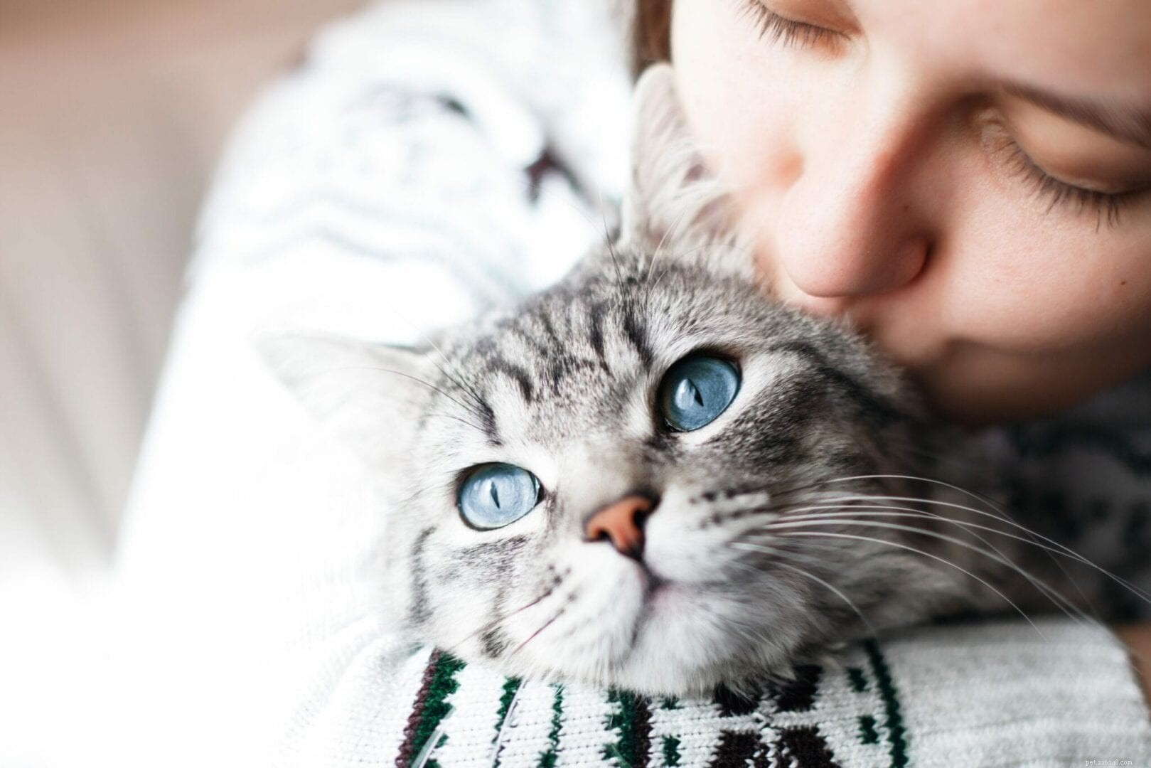 Любят ли кошки целоваться?