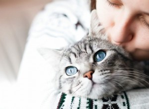 Mají kočky rády pusinky?