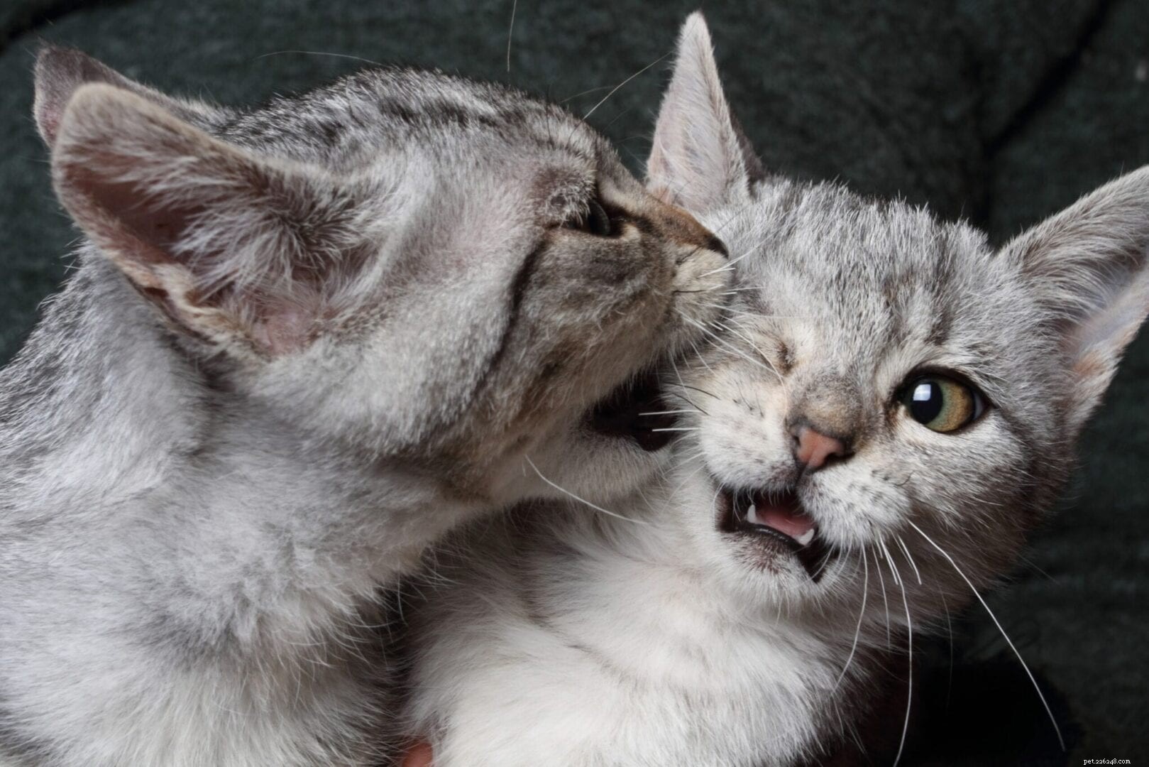 Come determinare se i gatti stanno giocando o se stanno litigando