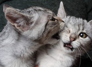 Como determinar se os gatos estão brincando ou se estão brigando