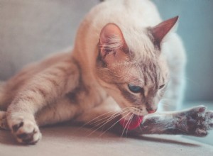 なぜ猫はとても柔軟なのですか？ 
