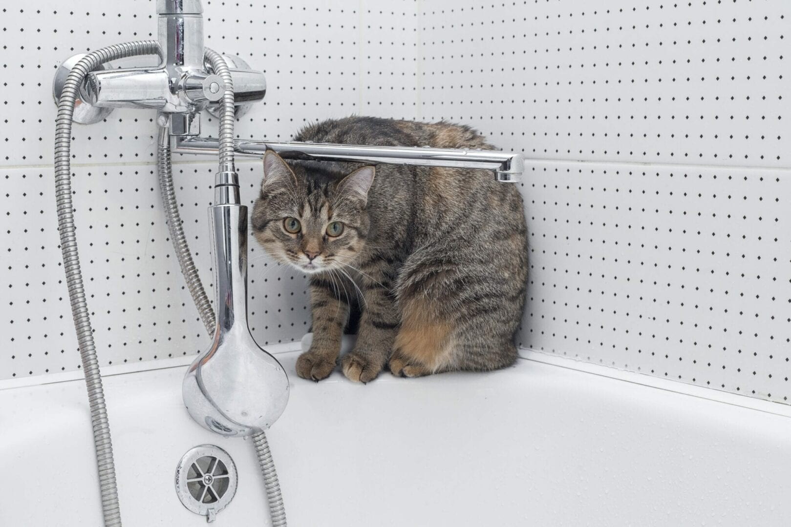 Perché i gatti fanno la cacca nella vasca e come prevenirla