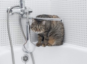 Waarom katten poepen in het bad en hoe ze dit kunnen voorkomen