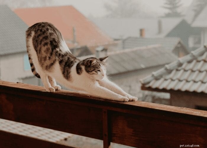 Por que os gatos são tão flexíveis?