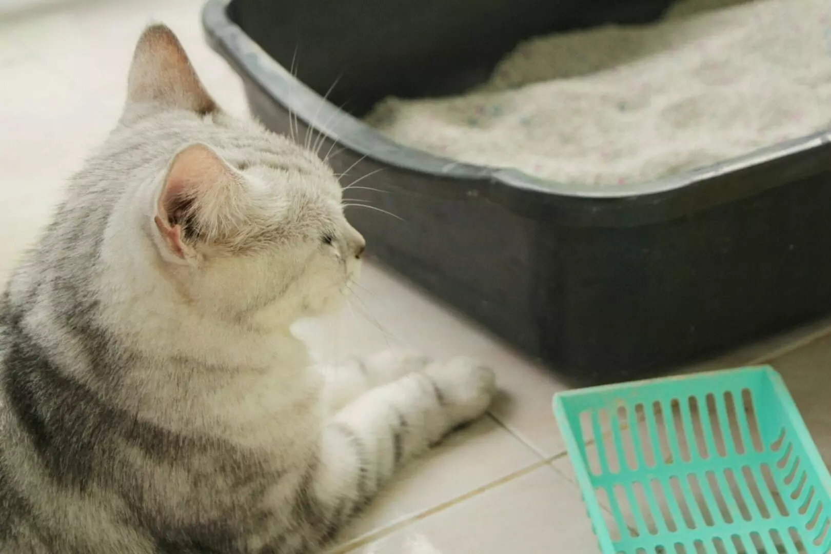 Por que os gatos fazem cocô na banheira e como evitá-lo