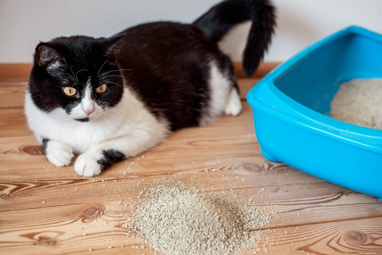 猫がキティのトイレを食べているのはなぜですか？ 