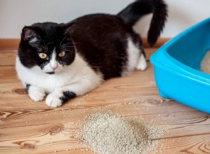 猫がキティのトイレを食べているのはなぜですか？ 