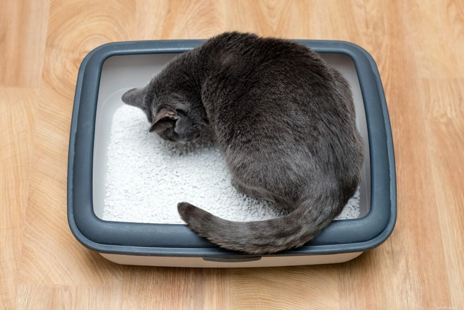 Pourquoi mon chat mange-t-il de la litière pour chat ?