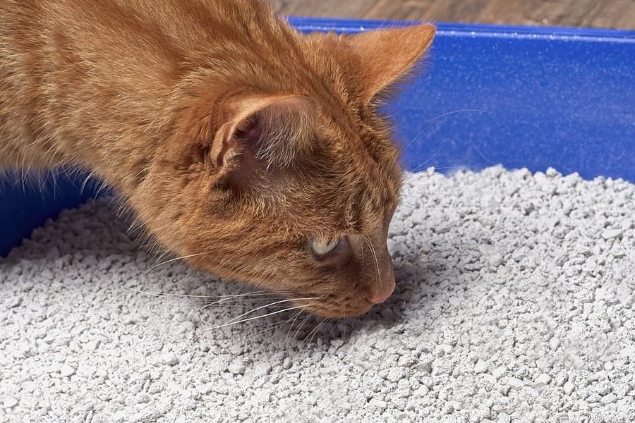Por que meu gato está tão bagunçado na caixa de areia?