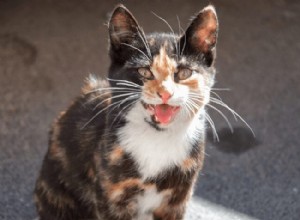 Os gatos entendem o que os humanos estão dizendo?