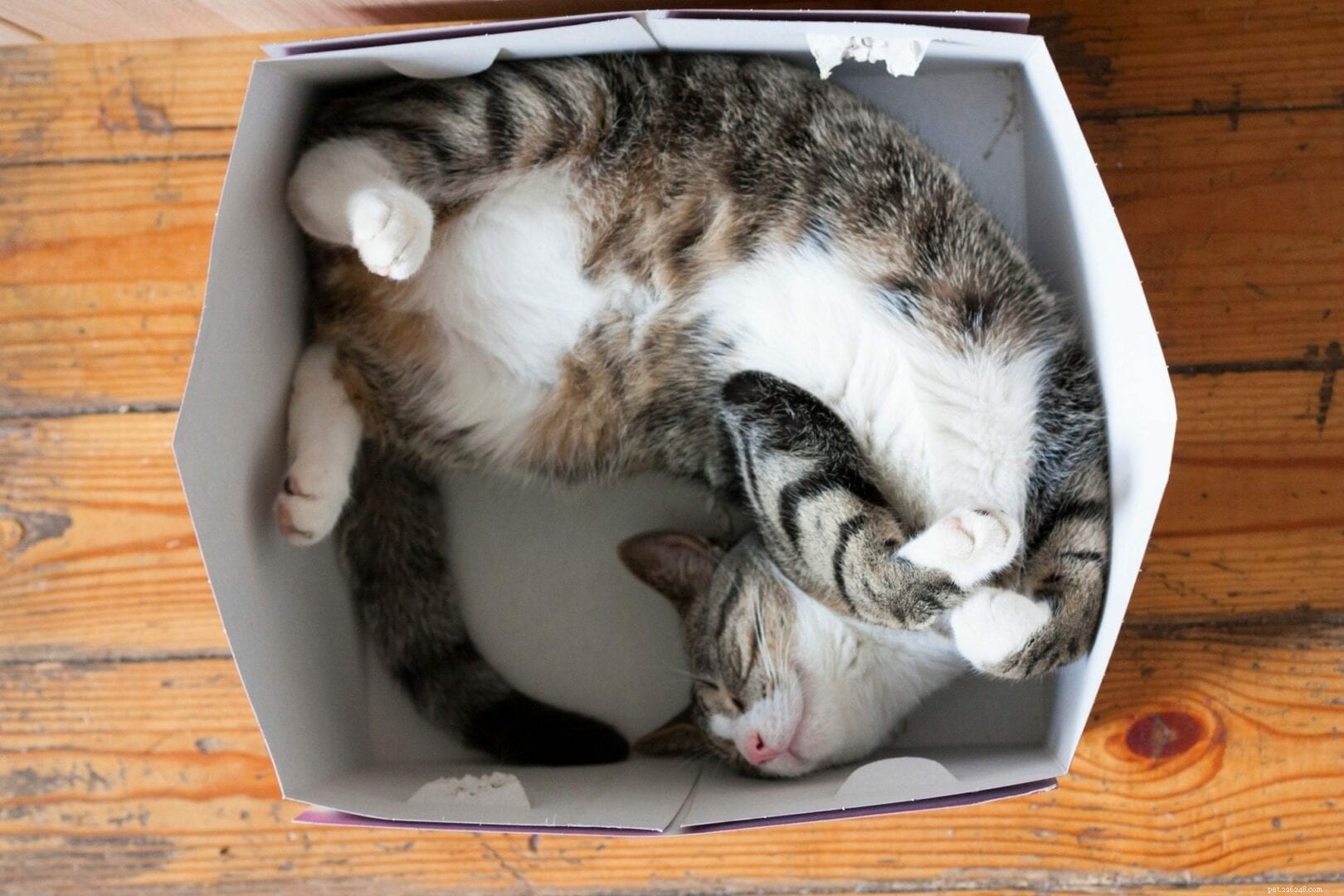 猫はどのようにして狭いスペースに押し込むのが得意ですか？ 