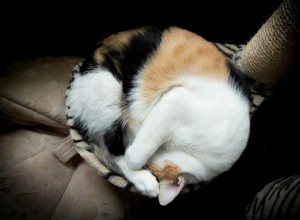 고양이가 잘 때 몸을 구부리는 이유는 무엇입니까?