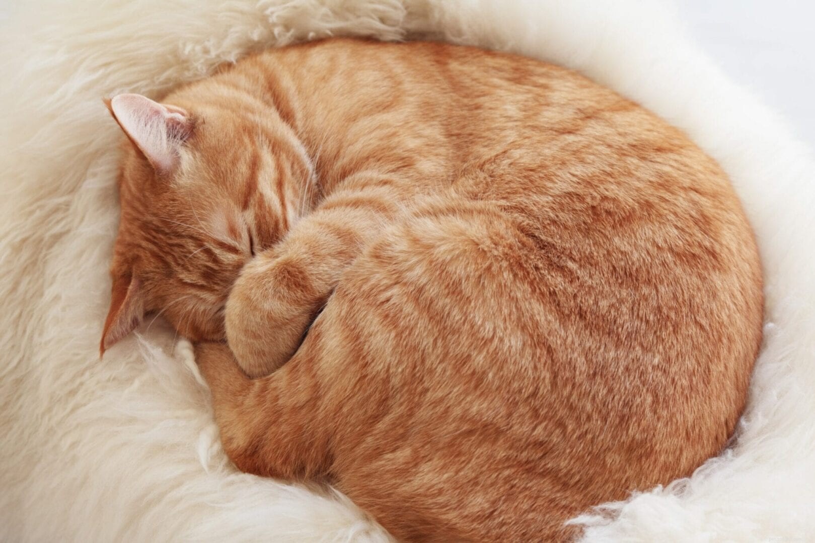 Perché i gatti si rannicchiano quando dormono?