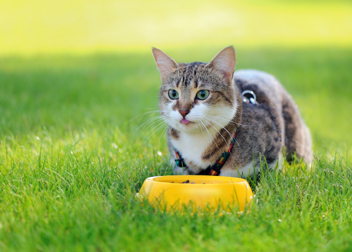 Proč kočky kulhají, když je dáte na vodítko?