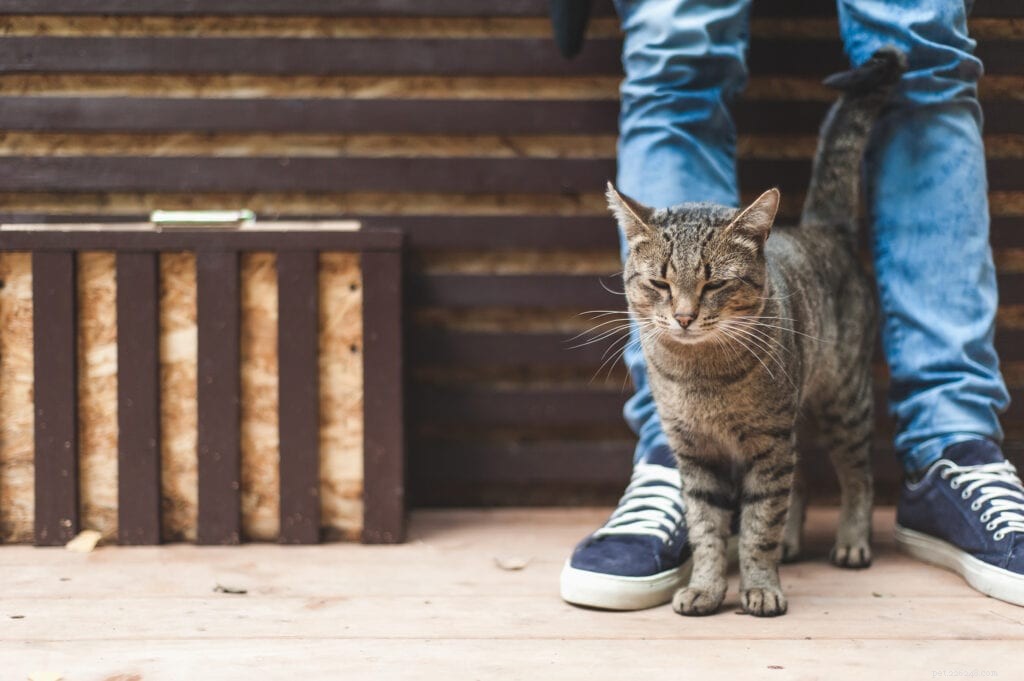 猫がいつも足の間を歩こうとするのはなぜですか？ 