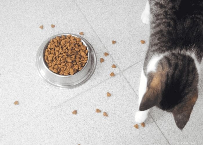 Waarom speelt mijn kat met hun eten?