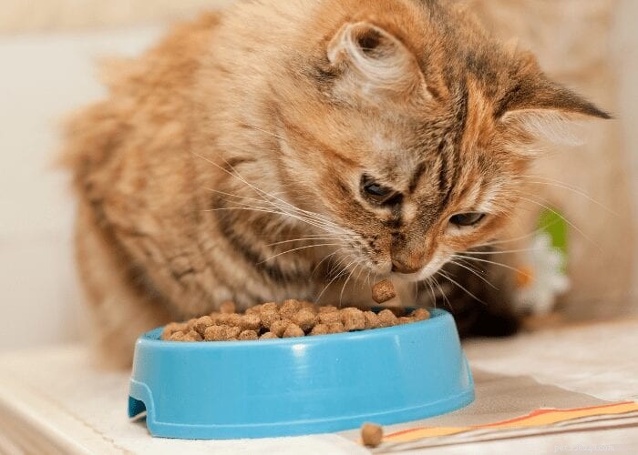 なぜ私の猫は彼らの食べ物で遊ぶのですか？ 
