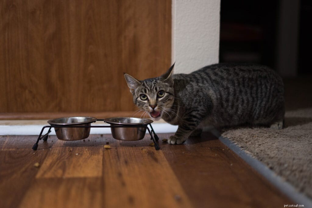 Perché il mio gatto gioca con il cibo?