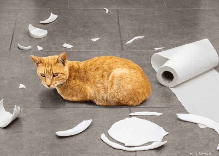 Cosa sapere sul comportamento distruttivo nei gatti