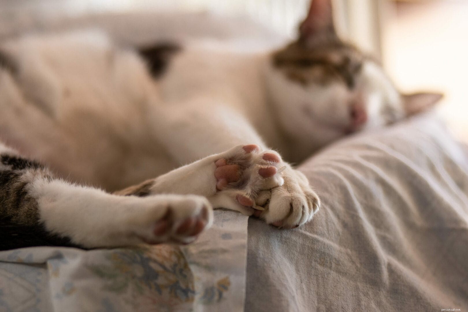 猫がベッドの足元で寝るのはなぜですか？ 