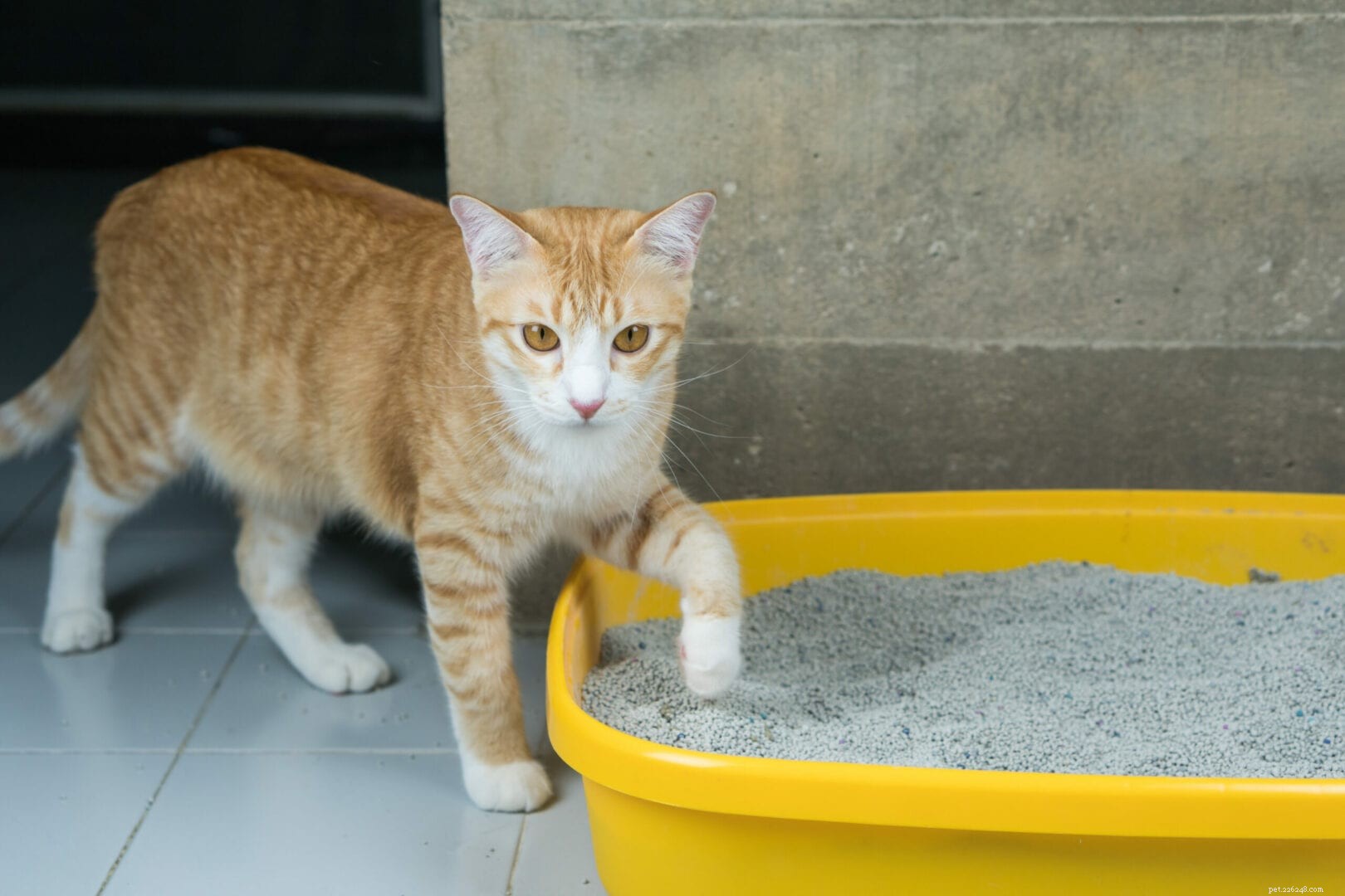 Como os gatos sabem naturalmente como usar a caixa de areia?