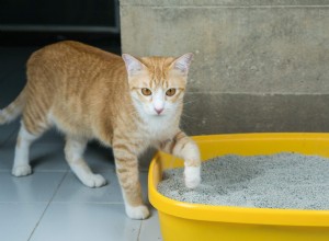고양이는 어떻게 자연스럽게 쓰레기통 사용법을 알 수 있습니까?