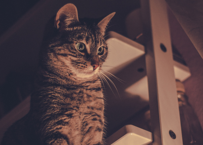 Являются ли кошки ночными?