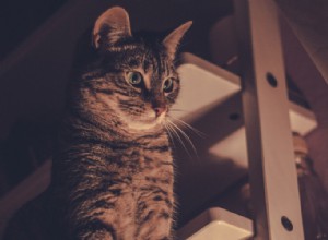 I gatti sono notturni?