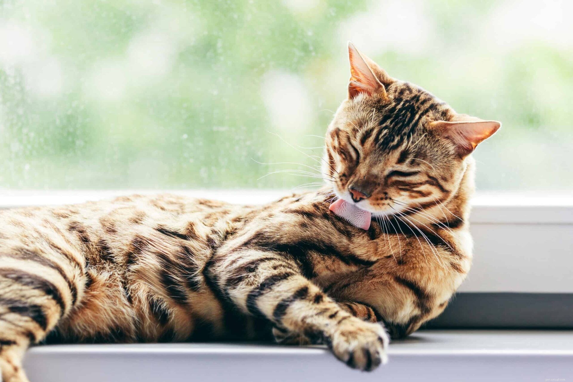 Manieren waarop katten zichzelf ontstressen
